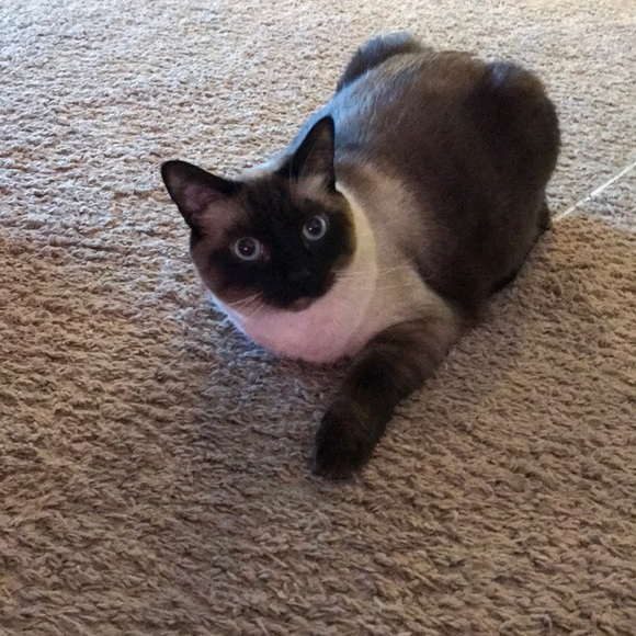 Meet your Posher, Cody - Picture 1 of 1